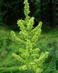 Melanthiaceae - kýchavicovité